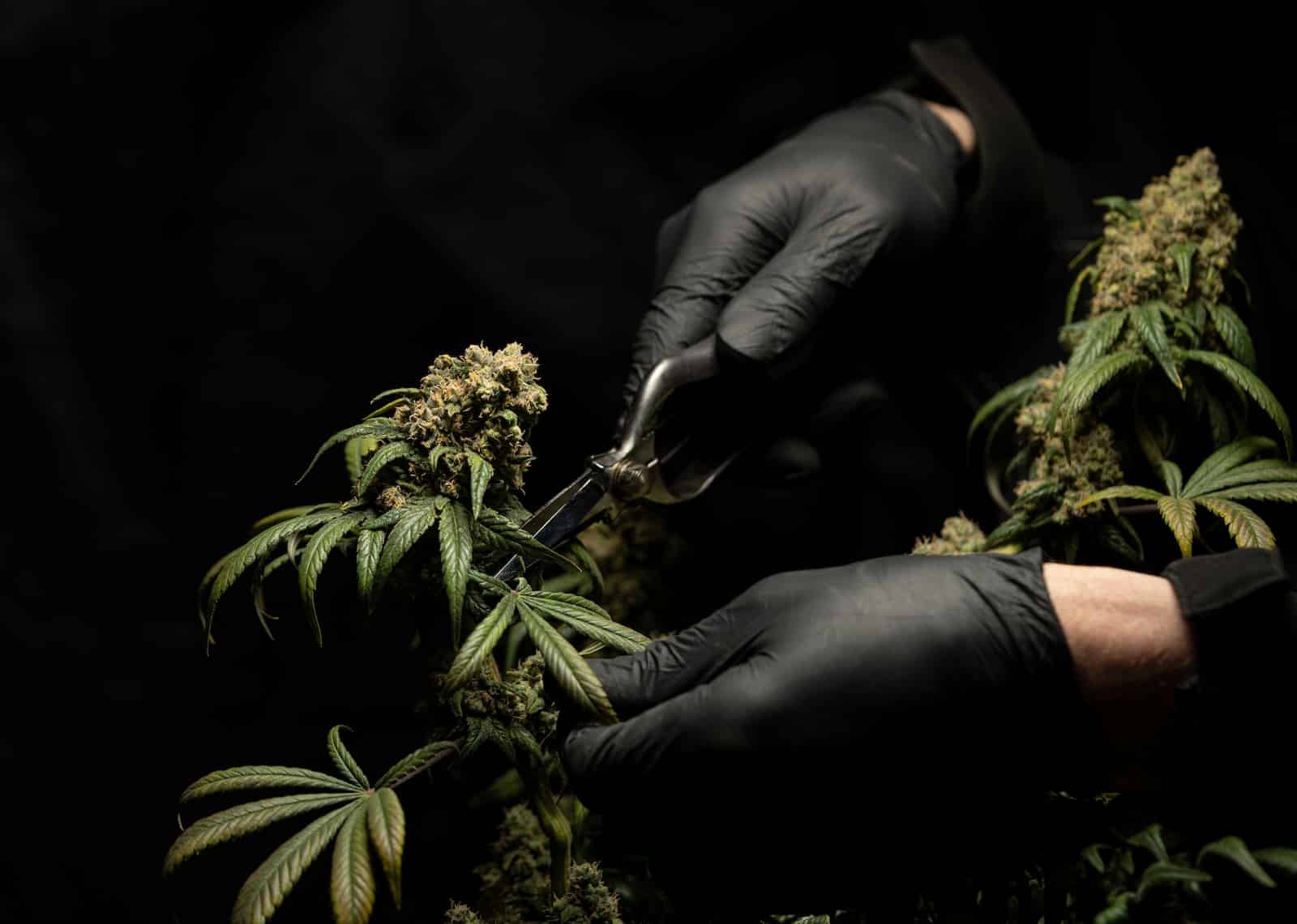 le cannabis est il légal en à bangkok et en thaïlande ? Le cannabis est-il légal en à Bangkok et en Thaïlande ?