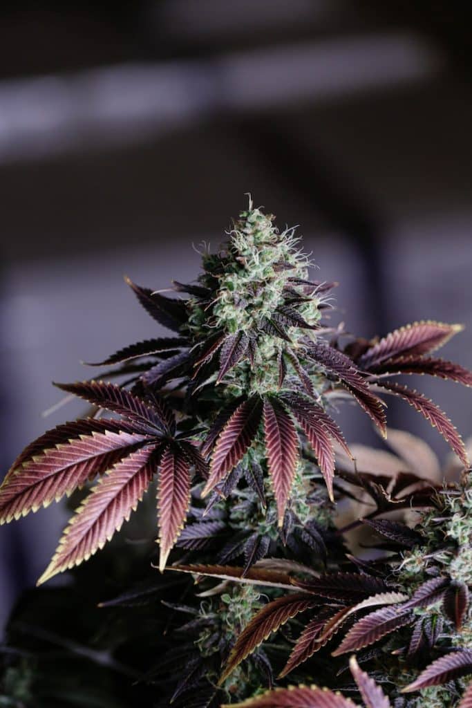 Quel type de cannabis est-il vendu à Bangkok ?